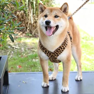 FORTAPURE BLT-H0621--3 OEM/ODM Soft Fleece Padded Leopard Print Dog Harness (Anti-Chafe, Heavy Duty)